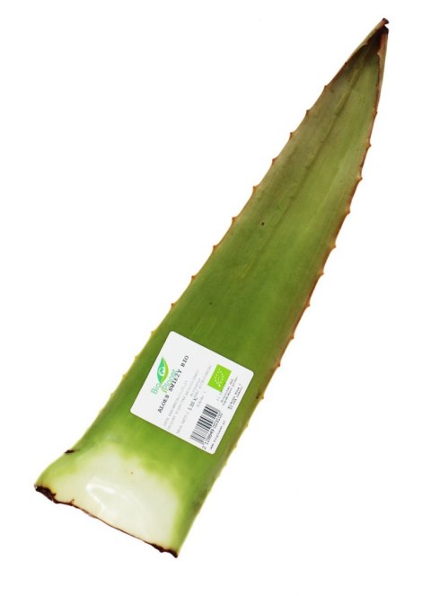 ALOES ŚWIEŻY BIO (około 0,50 kg)