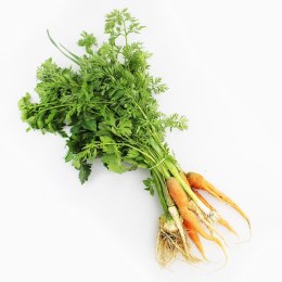 WŁOSZCZYZNA ŚWIEŻA PĘCZEK BIO (POLSKA) (około 0,60 kg)