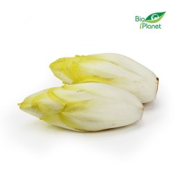 CYKORIA ŚWIEŻY BIO (POLSKA) (około 0,50 kg)