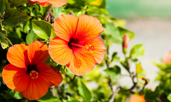 Hibiskus - co to za kwiat?