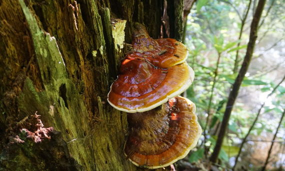 Japoński grzyb Reishi - suplement diety