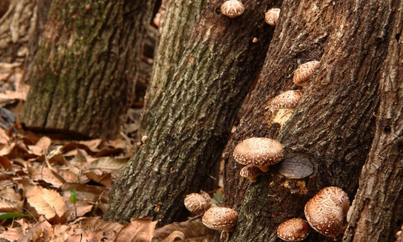 Shiitake twardnik japoński - suplement diety