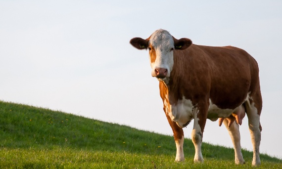 Czy laktoferyna to colostrum?