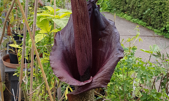 Konjac - co daje?