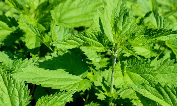 Pokrzywa i krzemionka - naturalny duet dla zdrowia, urody i oczyszczania organizmu