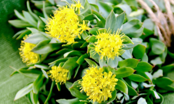 Co to jest Rhodiola rosea?