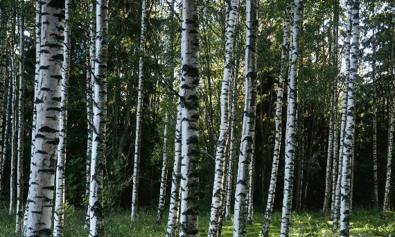 Dlaczego sok z brzozy jest mętny?