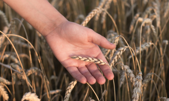 Czy chleb esseński zawiera gluten?