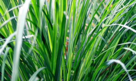 Olejek z trawy cytrynowej – na co?